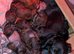 Miniature dachshund puppies