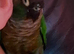 6 month old green cheek conure