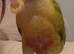 Pineapple conure