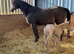 Palomino Roan Quarter Horse Filly