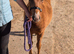 Gorgeous British Spotted Blanket Spotted Filly