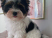 Beautiful small Biewer Yorkshire Terrier Pedigree