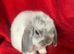 Gorgeous Pure Mini Lop Rabbits