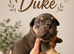 ️Beautiful olde English bulldogs️
