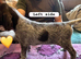 Kc reg german wirehaired pointer puppies for sale