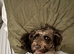 Chocolate cockapoo