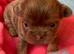 Chihuahua puppies