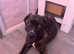 6 months old cane corso full breed