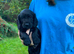 Cocker Spaniel Puppies