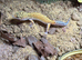 Beautiful male leopard gecko and full set up