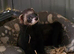 NOT FOR SALE! EU POLECAT FOR STUD ONLY!