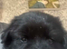 Chow x spaniel