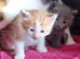 Beautiful friendly half ragdoll kittens