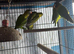 Baby lovebirds Glasgow
