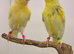 This year Yellow dimorphic canary&rsquo;s
