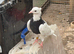 Iranian pigeons for sale