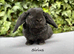 Pure bred mini plush lop girls