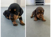 3 miniature dachshunds left
