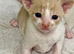 Beautiful Cornish Rex Kittens - Reservations Now Open!
