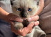 Ragdoll kittens