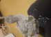 Baby hand reared Derbyan Parrot