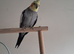 Male cockatiel