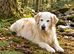 Adorable Golden Retriever Puppy Girl