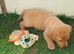 Labrador puppies for sale