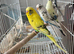 Pied budgies 3 months