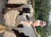 9 year old skewbald mare 12.2 hh