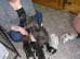 4 cockapoo's 3 girls 1 boy LEFT
