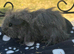 Lovely female guinea pigs for sale