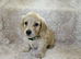 Cream long haired miniatures READY NOW