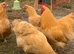 Buff Orpington fertile hatching eggs