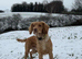 Handsome working Cocker Spaniel