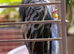 Budgies