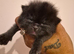 Persian x ragdolls 1 female 3 males
