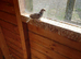 2026 bred birds