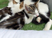 2 kittens ready for new home NOW!