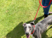 Collie whippet grey x bull grey