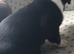 Boston terriers of Scotland