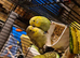 Lovely budgies