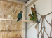 Lovely hybrid love bird babies
