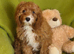 Exquisite Cavapoo Puppies