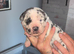 Cane corso puppies