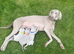 Female Weimaraner pup