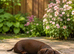 Chocolate male Miniature dachshund puppy