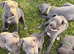 Whippet puppy&rsquo;s