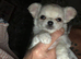 Apple head male , tiny white chihuahua puppy