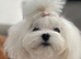 Beautiful KC reg.Maltese puppies